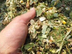 corn_silage-1442486F8D622972352