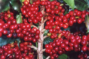 Cafe (Coffea arabica)