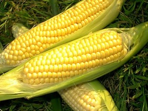Sweetcorn